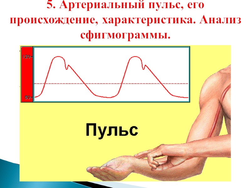 5. Артериальный пульс, его происхождение, характеристика. Анализ сфигмограммы.